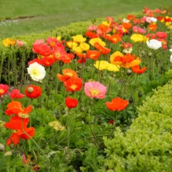 Islandmohn ‘Artist’s Glory’ Mischung - Zarte Farben ohne Aufwand