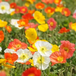 Islandmohn ‘Artist’s Glory’ Mischung - Zarte Farben ohne Aufwand