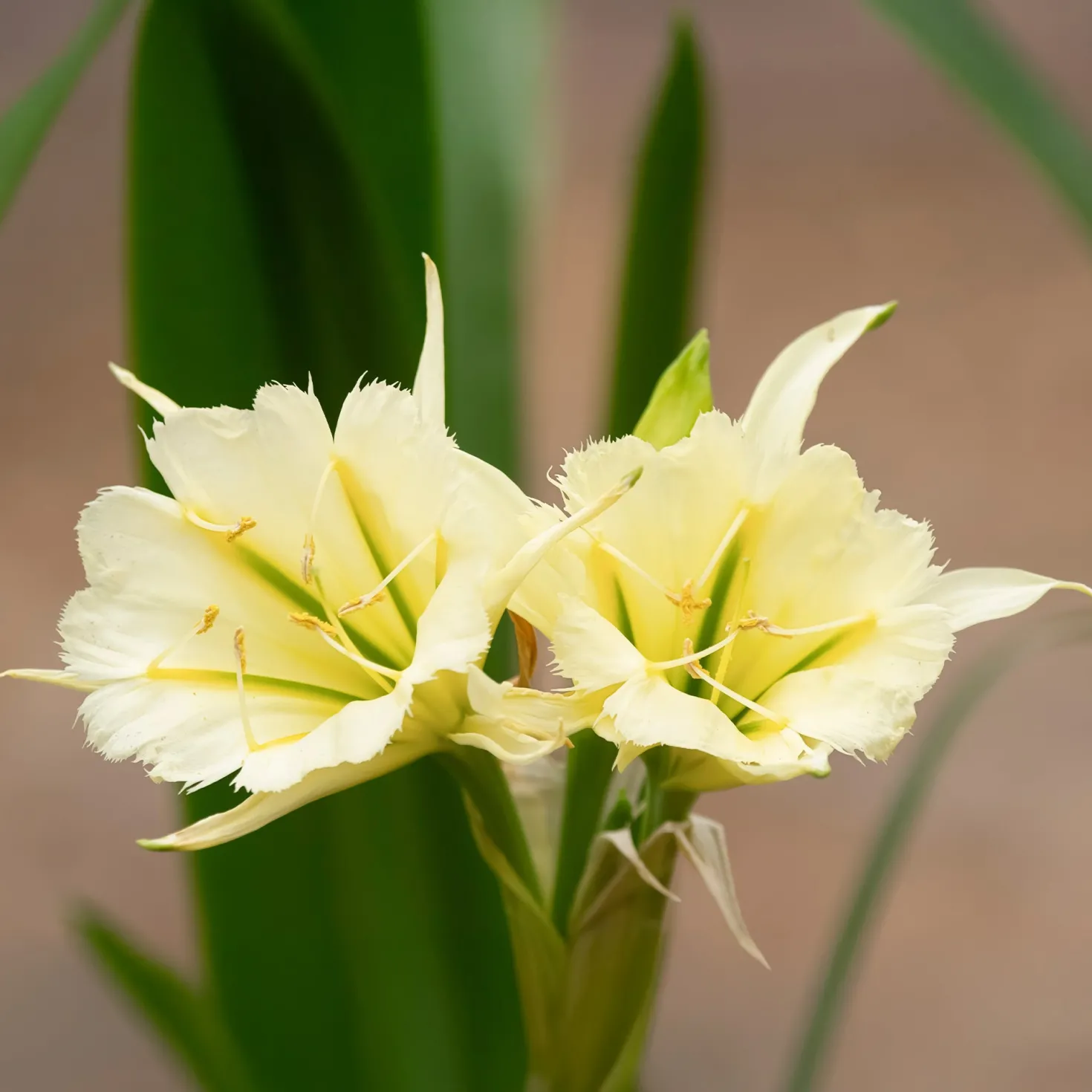 Ismene 'Sulphur Queen' (x2) - Exotisch, duftend, einfach