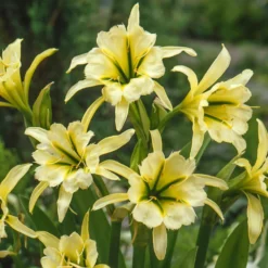 Ismene 'Sulphur Queen' (x2) - Exotisch, duftend, einfach