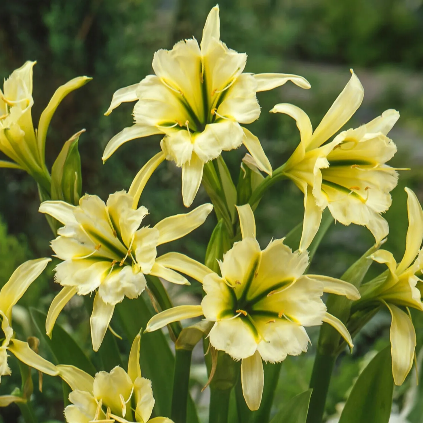 Ismene 'Sulphur Queen' (x2) - Exotisch, duftend, einfach