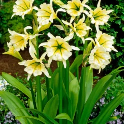 Ismene 'Sulphur Queen' (x2) - Exotisch, duftend, einfach