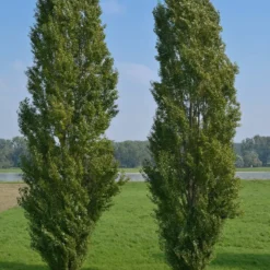 Italienische Säulenpappel (x10) - Sichtschutz in Rekordzeit