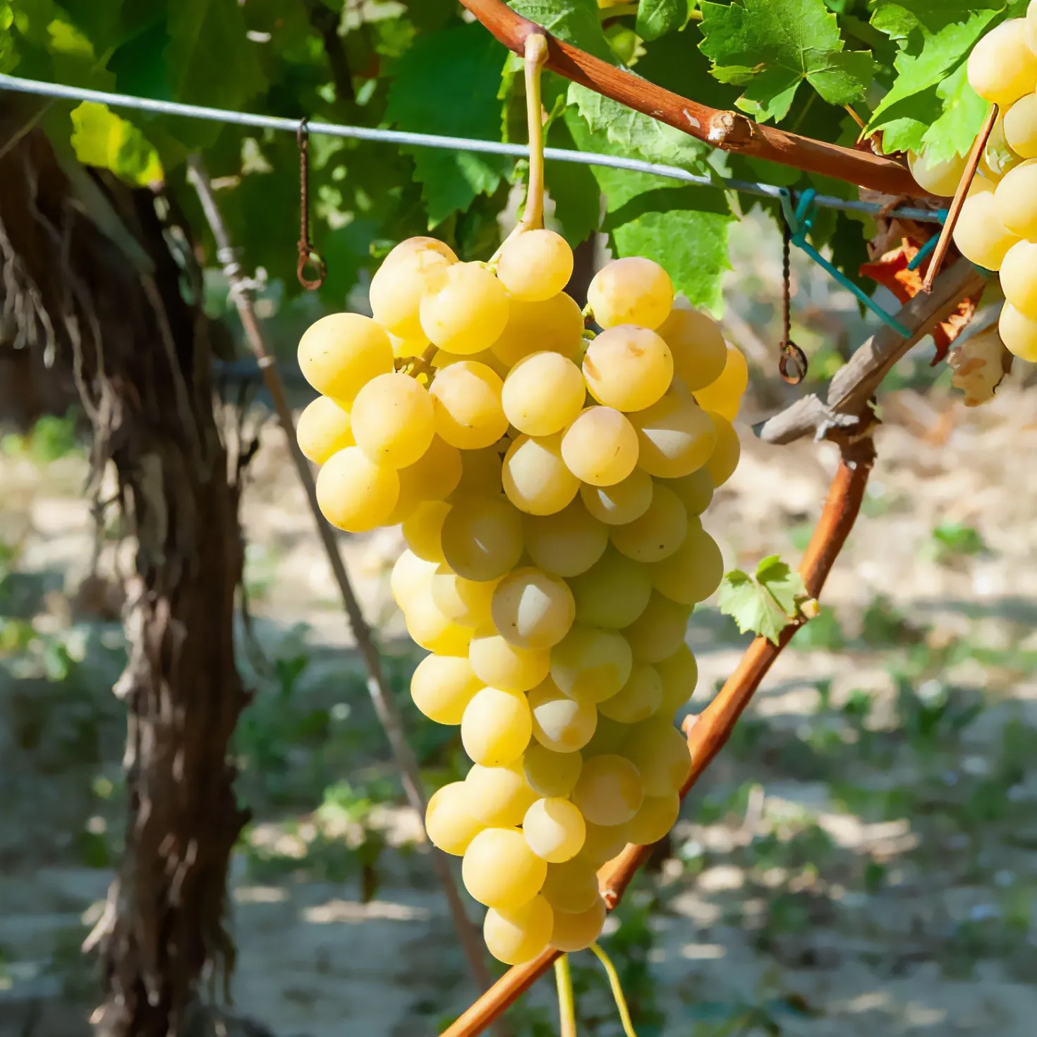 Italienische Weinrebe - Süße Trauben aus dem Garten