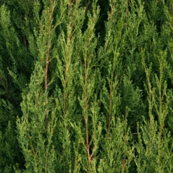 Italienische Zypresse Stricta - Mediterranes Flair sofort