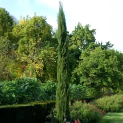 Italienische Zypresse Stricta - Mediterranes Flair sofort
