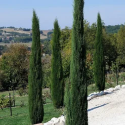 Italienische Zypresse Stricta - Mediterranes Flair sofort