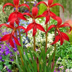 Jakobslilie (x2) - Exotische Blüte, leicht gemacht