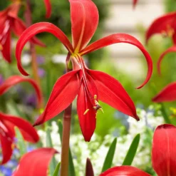 Jakobslilie (x2) - Exotische Blüte, leicht gemacht