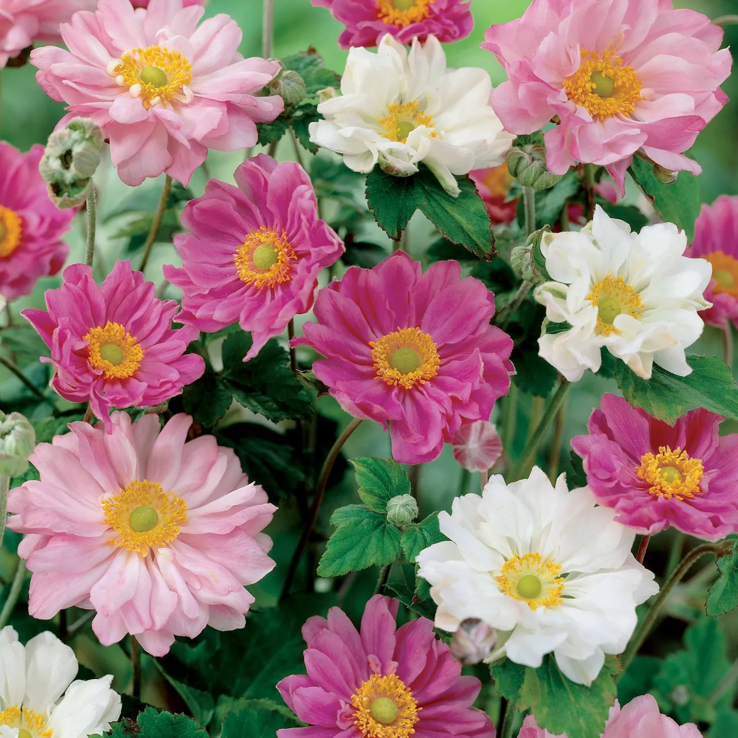 Japan-Anemonen gefüllt (x2) - Späte Blüte, volle Wirkung