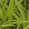 Japangras Albovariegata - Licht für dunkle Ecken