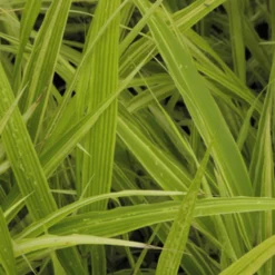 Japangras Albovariegata - Licht für dunkle Ecken