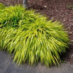 Japangras Aureola - Gold für den Schatten