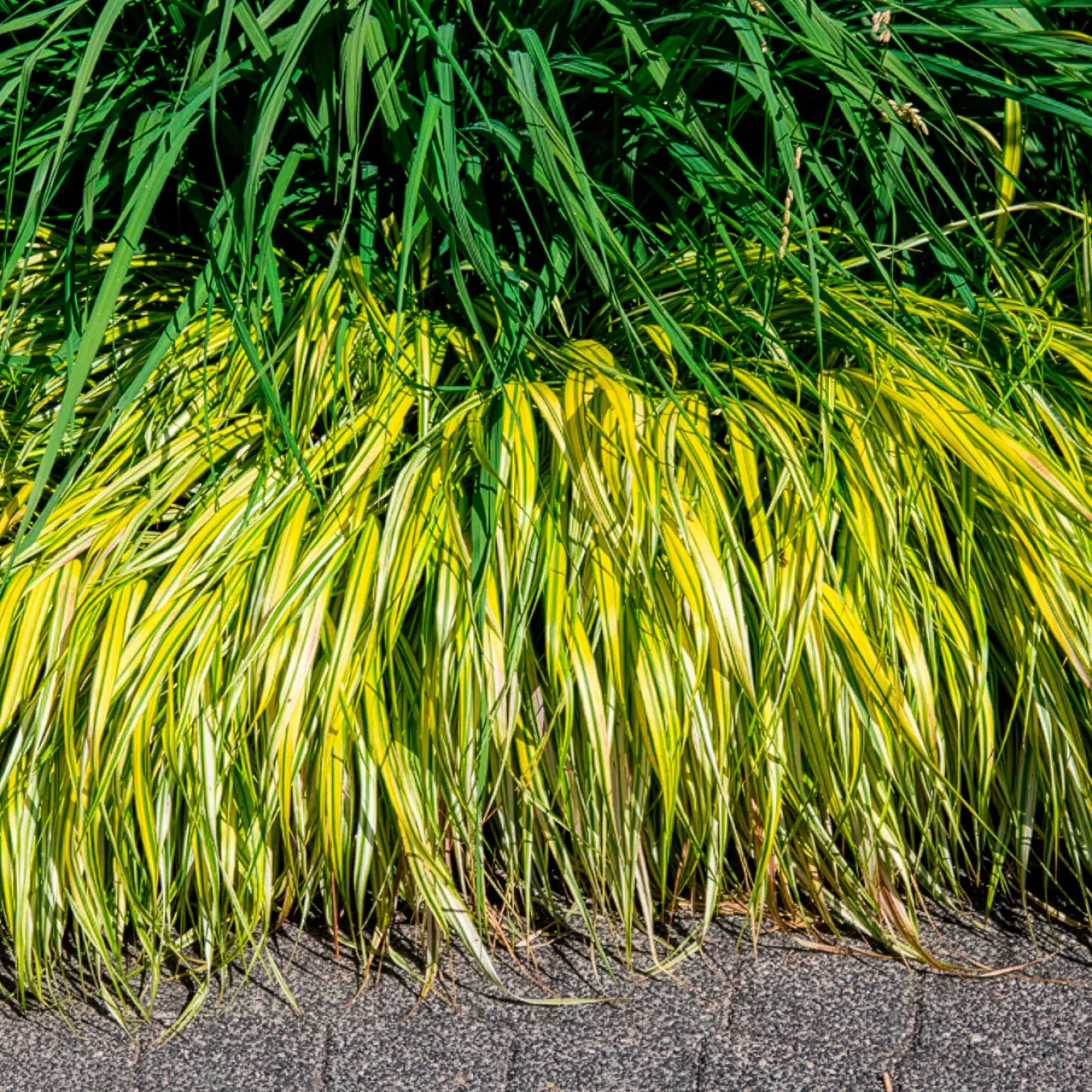 Japangras Aureola - Gold für den Schatten