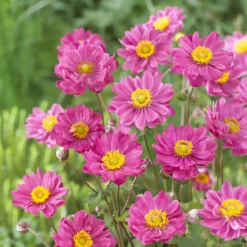 Japanische Anemone Margarete - Rosa Blütenmeer im Spätsommer