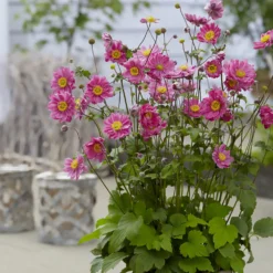 Japanische Anemone Margarete - Rosa Blütenmeer im Spätsommer