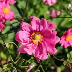 Japanische Anemone Margarete - Rosa Blütenmeer im Spätsommer