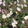Japanische Anemone Robustissima - Späte Blüte, robust und schön