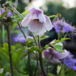 Japanische Anemone Ruffled Swan - Späte Blüte für lange Freude