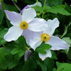 Japanische Anemone Ruffled Swan - Späte Blüte für lange Freude