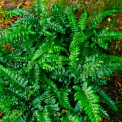 Japanische Aspidie Bärentatzen - Grün im Schatten das ganze Jahr