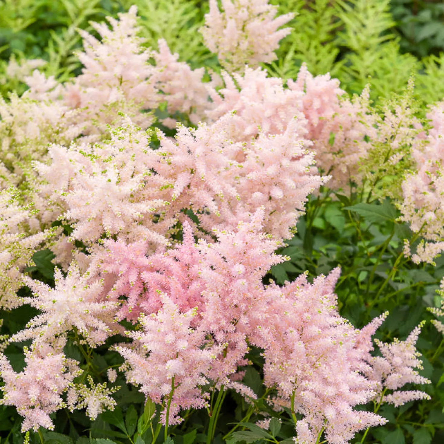 Japanische Astilbe Europa - Zartes Rosa im Schatten