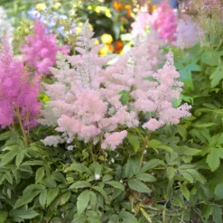 Japanische Astilbe Europa - Zartes Rosa im Schatten