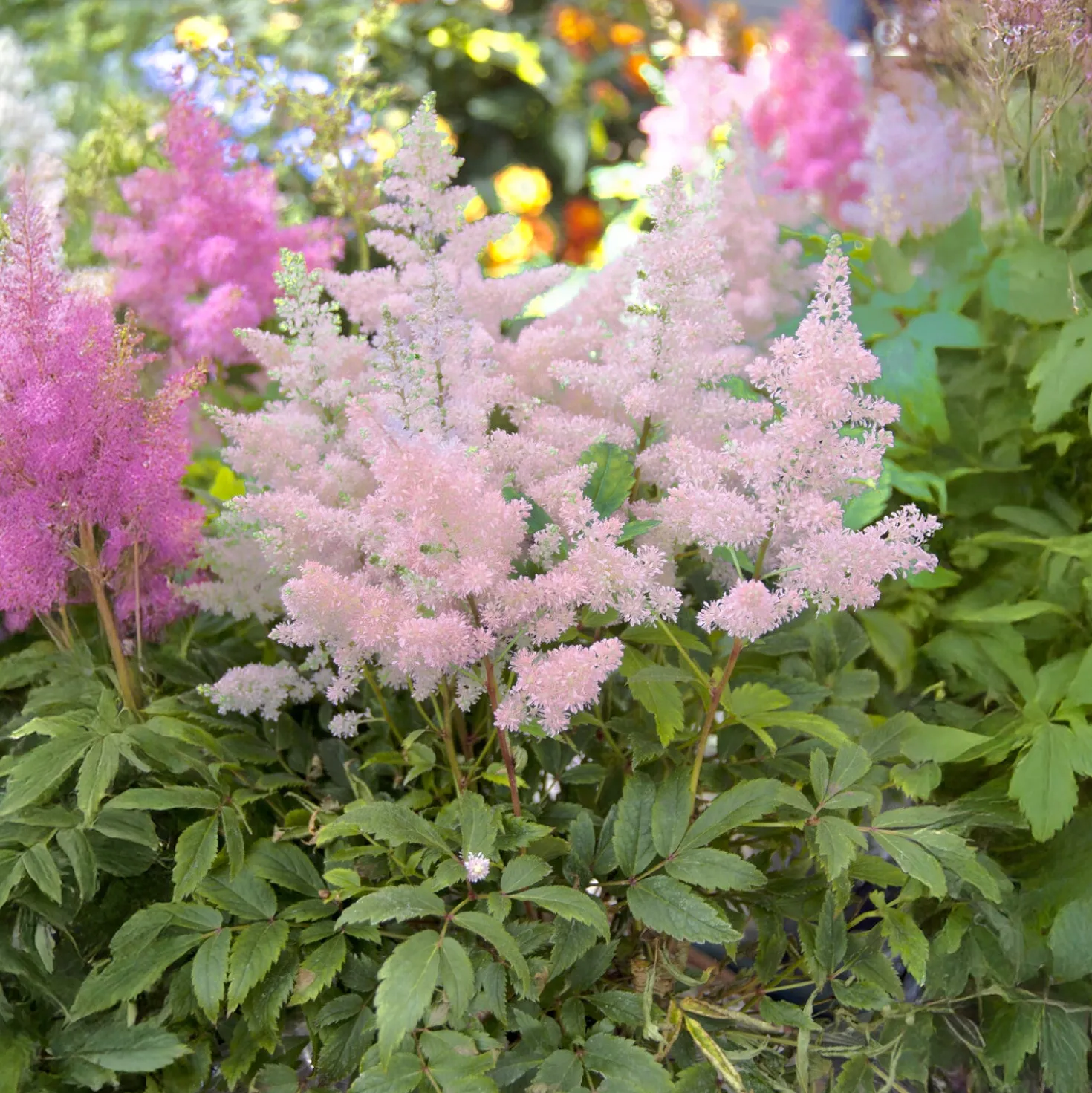 Japanische Astilbe Europa - Zartes Rosa im Schatten