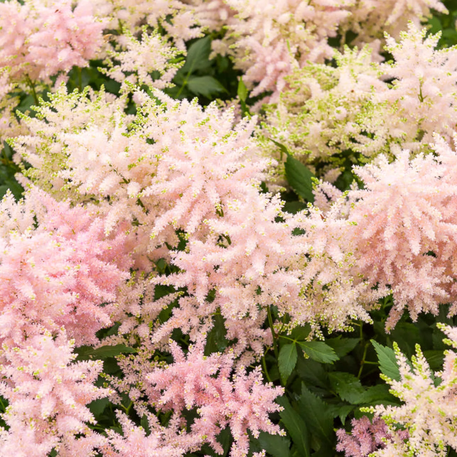 Japanische Astilbe Europa - Zartes Rosa im Schatten