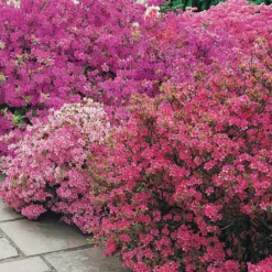 Japanische Azalee ‘Geisha Purple’ - Sattes Violett im Frühling
