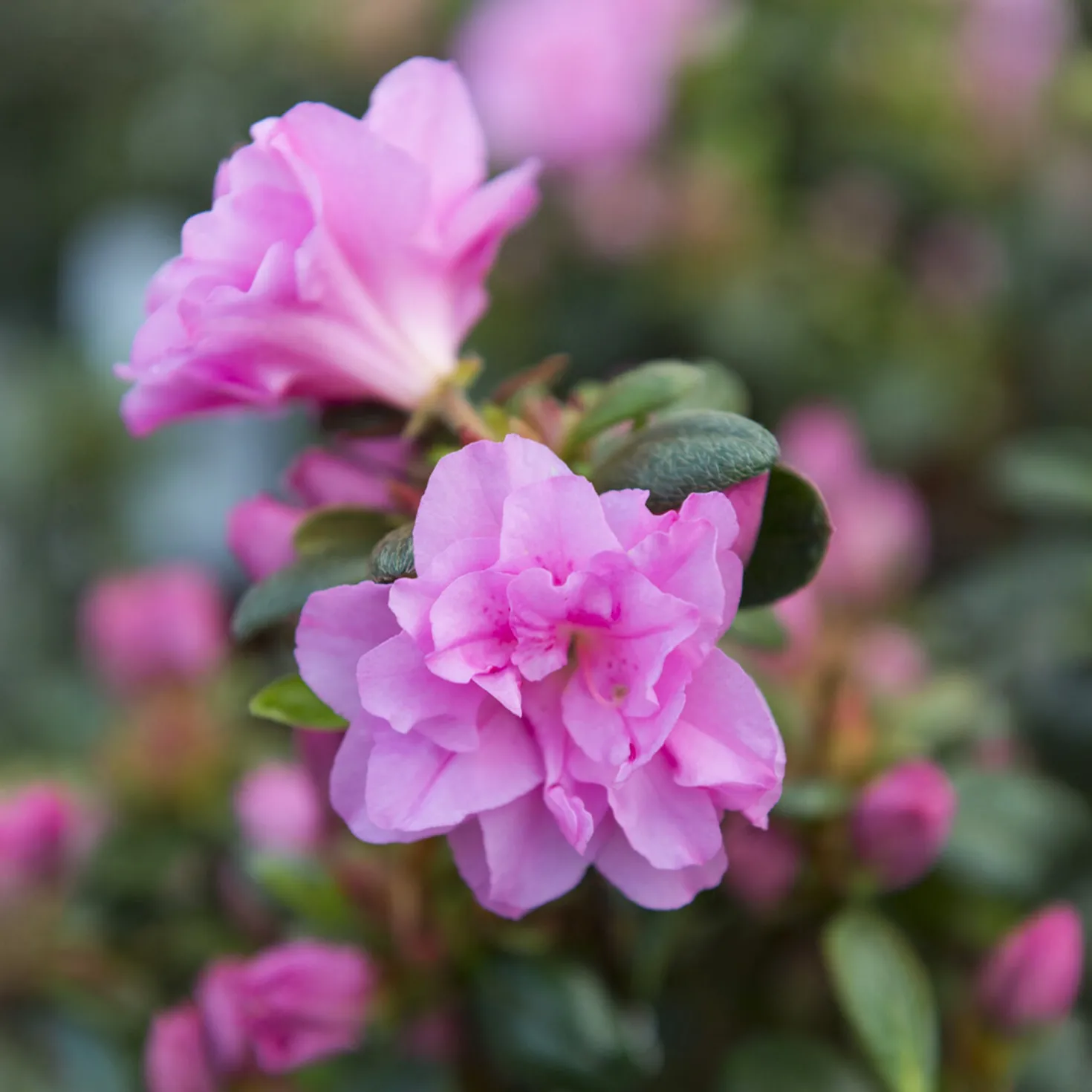 Japanische Azalee Lilac Surprise - Lila Blütenpracht im Frühling