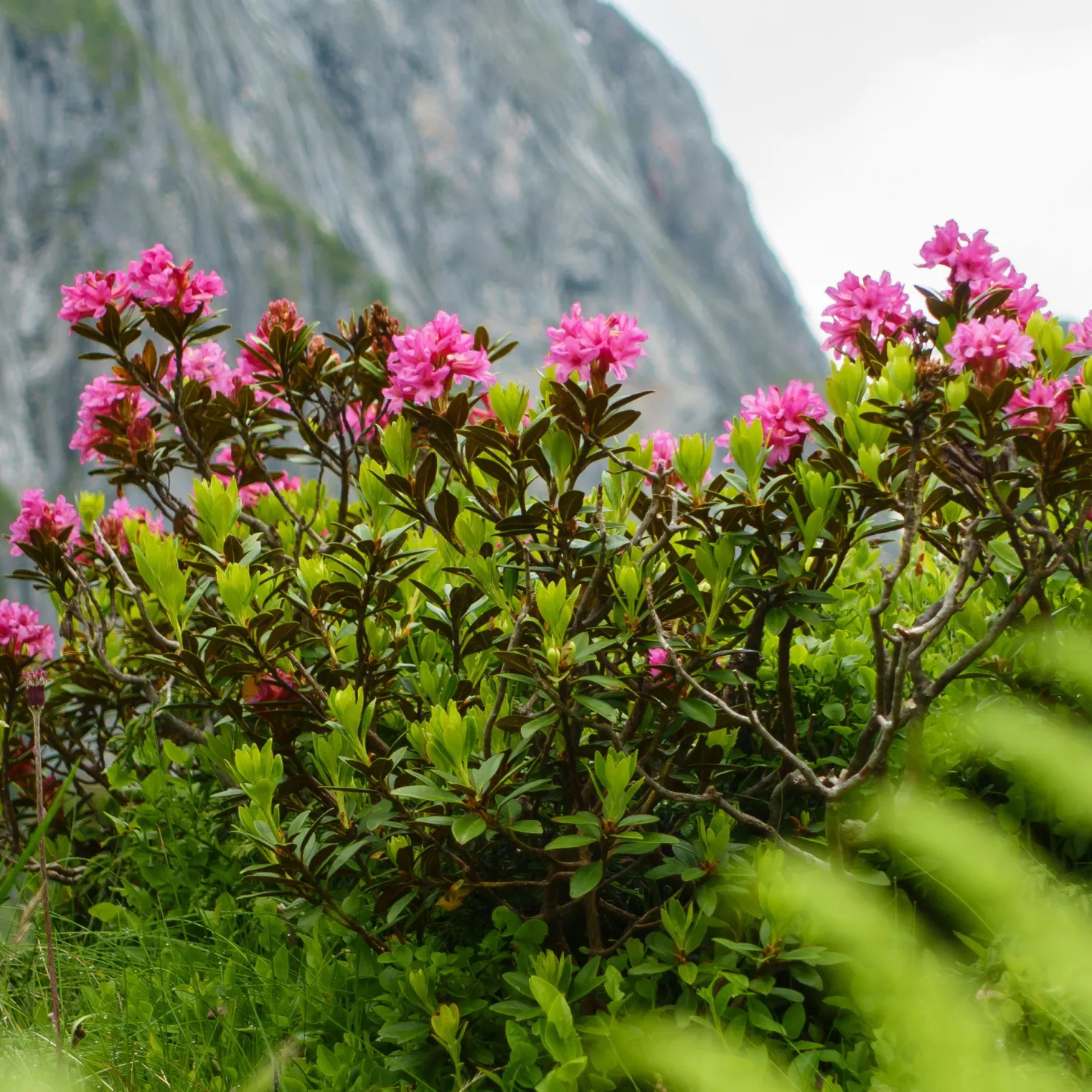 Japanische Azalee Lilac Surprise - Lila Blütenpracht im Frühling