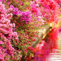 Japanische Azalee rosa - Rosa Blütenteppich im Frühling