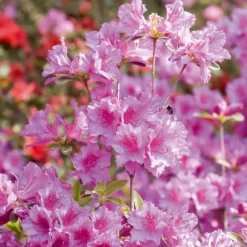 Japanische Azalee rosa - Rosa Blütenteppich im Frühling
