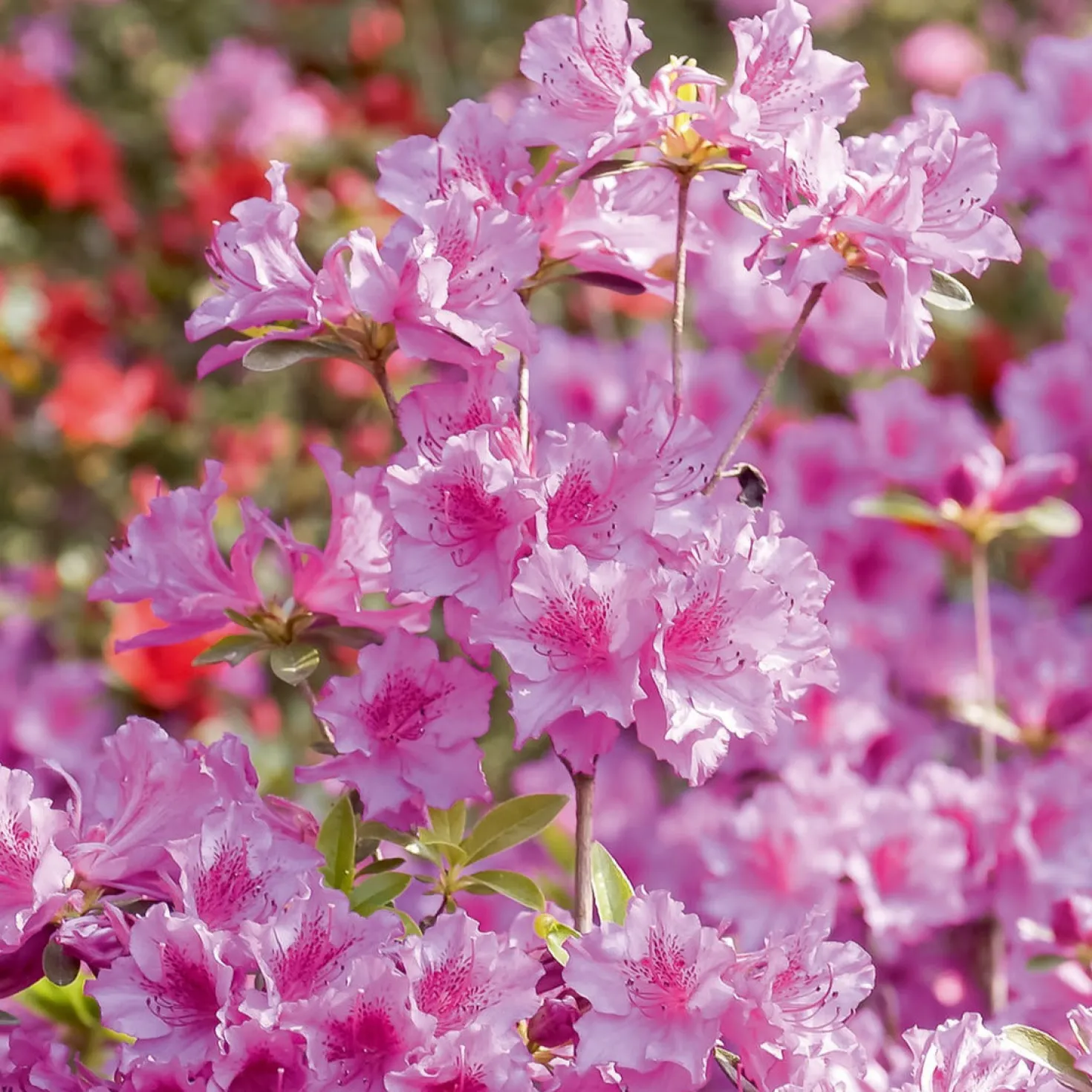 Japanische Azalee rosa - Rosa Blütenteppich im Frühling