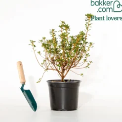 Japanische Azalee rosa - Rosa Blütenteppich im Frühling