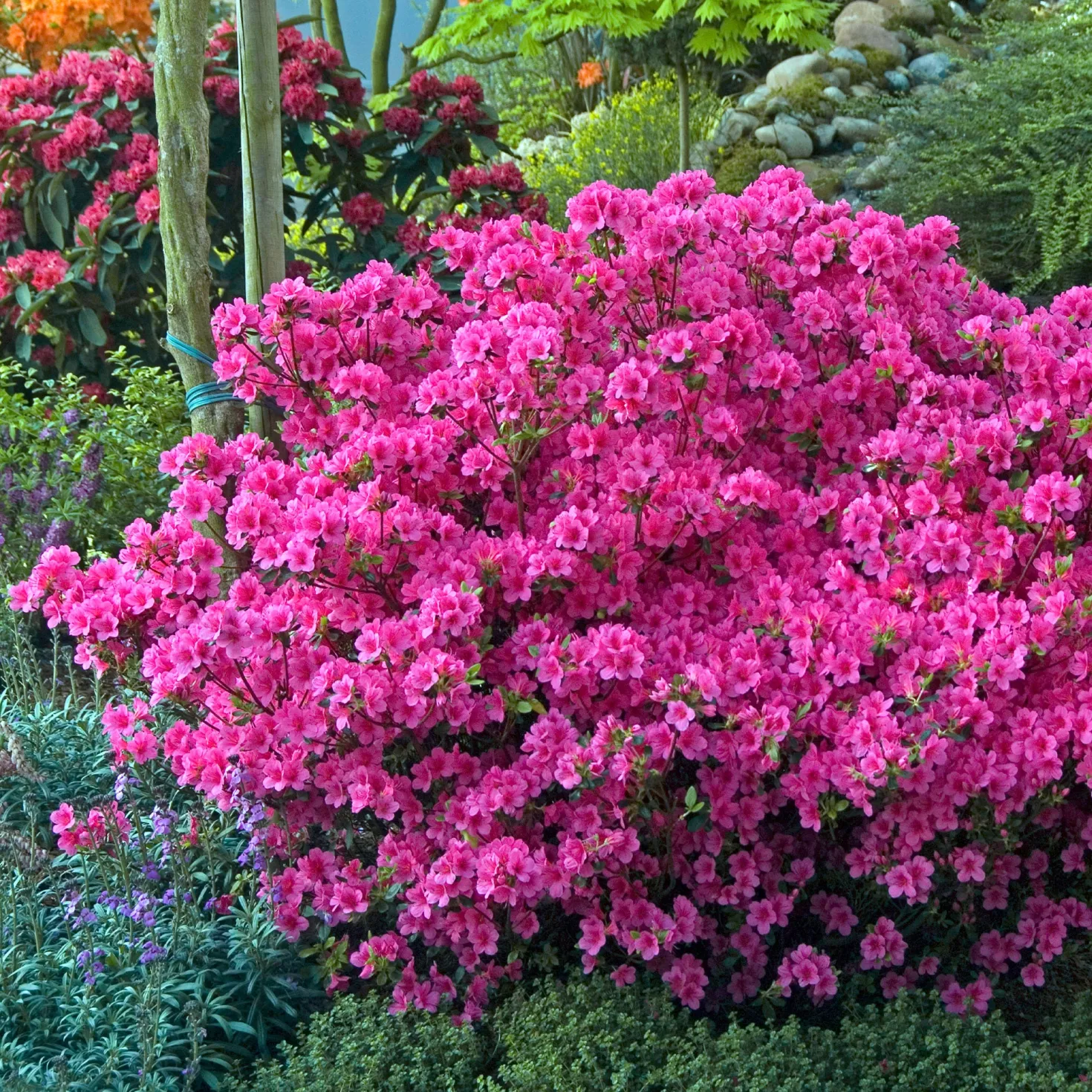 Japanische Azalee rosa - Rosa Blütenteppich im Frühling