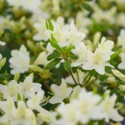 Japanische Azalee White Surprise - Reinweiße Blütenpracht