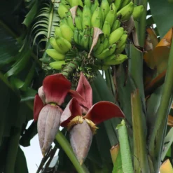 Japanische Bananenpflanze Ever Red - Rotes Dschungelblatt sofort