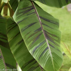 Japanische Bananenpflanze Ever Red - Rotes Dschungelblatt sofort