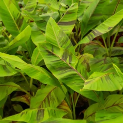Japanische Bananenpflanze Ever Red - Rotes Dschungelblatt sofort