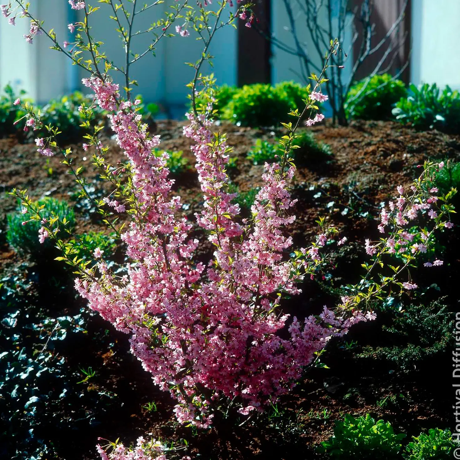 Japanische Blütenkirsche Fukubana - Rosa Blütenwolke im Frühling