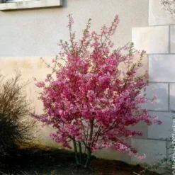 Japanische Blütenkirsche Fukubana - Rosa Blütenwolke im Frühling
