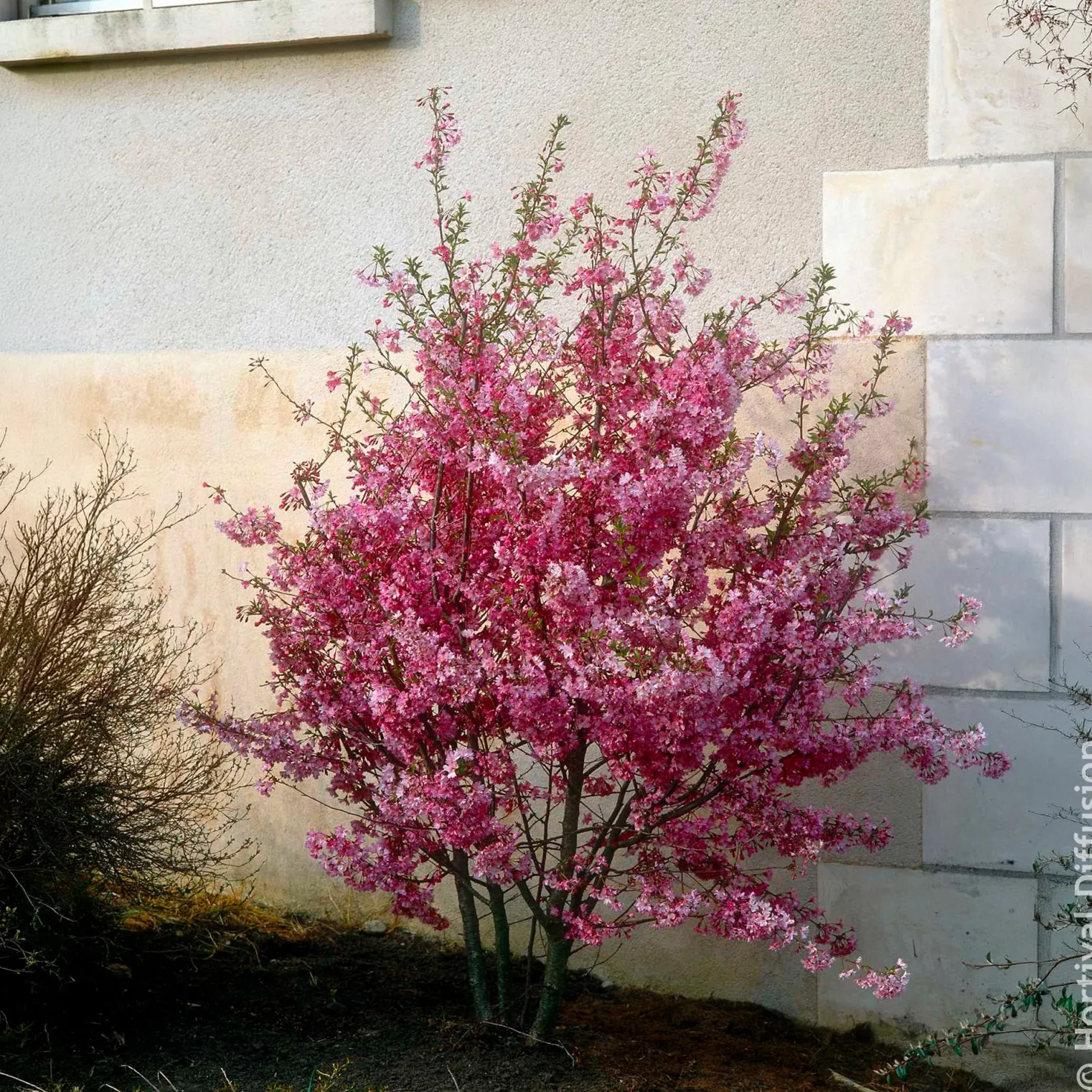 Japanische Blütenkirsche Fukubana - Rosa Blütenwolke im Frühling