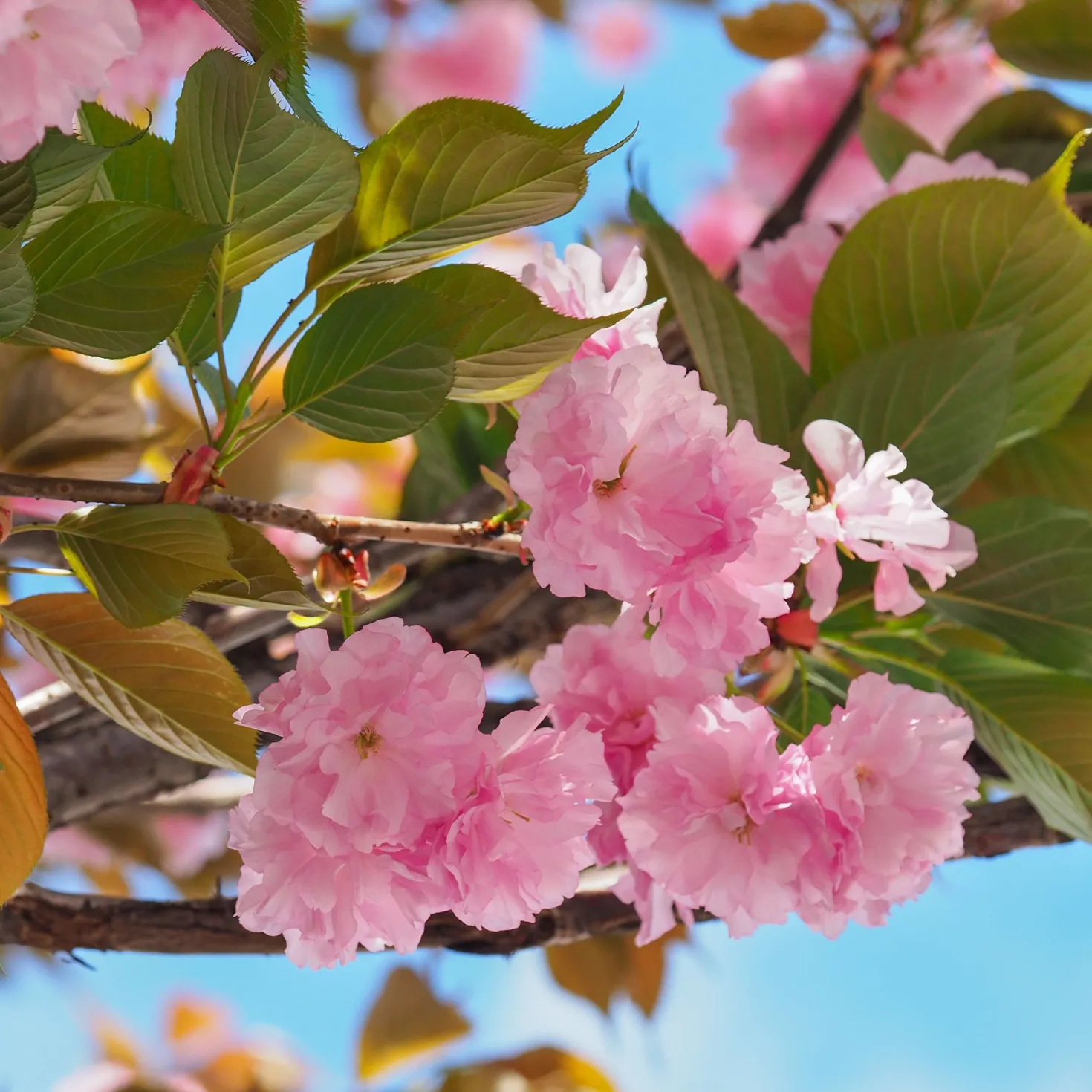 Japanische Blütenkirsche Kanzan - Rosa Blütenwolke im Garten
