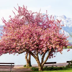 Japanische Blütenkirsche Kanzan - Rosa Blütenwolke im Garten