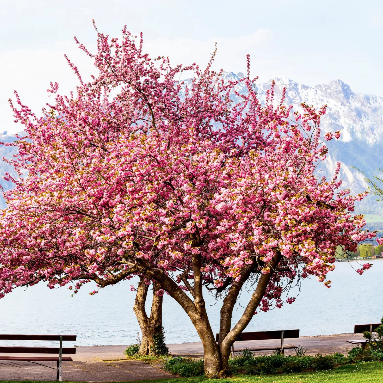 Japanische Blütenkirsche Kanzan - Rosa Blütenwolke im Garten