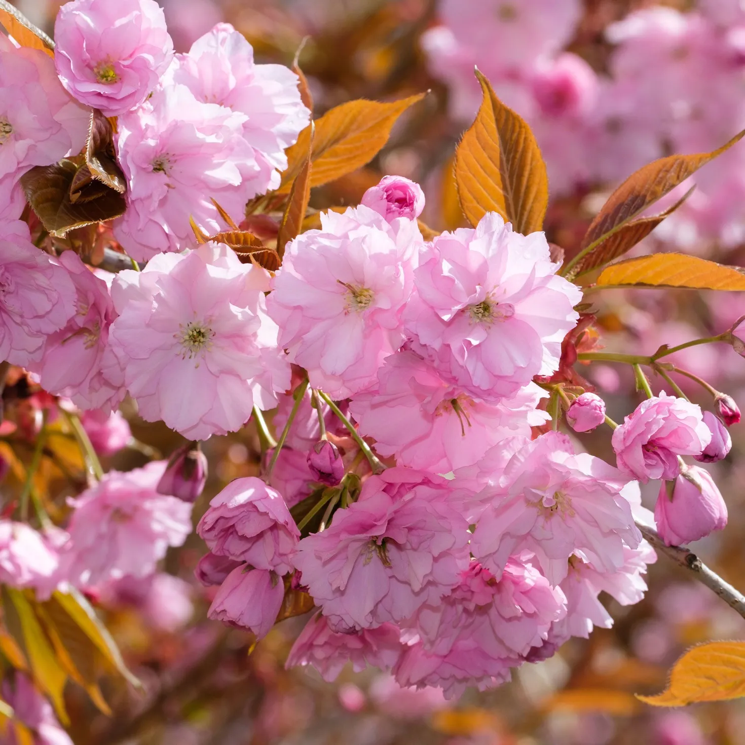 Japanische Blütenkirsche Kanzan - Rosa Blütenwolke im Garten