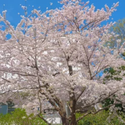 Japanische Blütenkirsche - Rosa Blütenwolke im Frühling