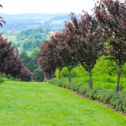 Japanische Blütenkirsche ‘Royal Burgundy’ - Blüten und rotes Laub